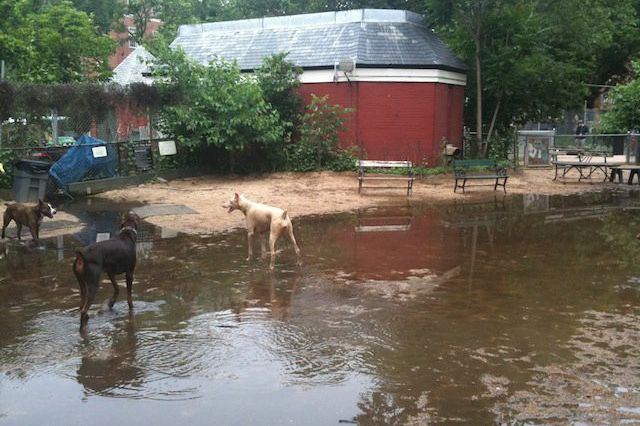 Washington Square Park's new Dog Swim, via a tipster